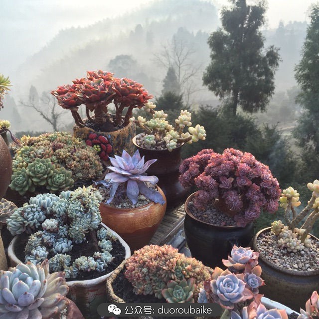 关于多肉植物的国画,多肉山水画