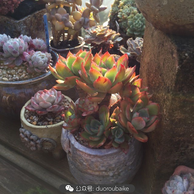 关于多肉植物的国画,多肉山水画