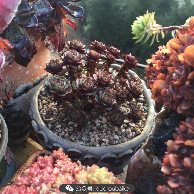 关于多肉植物的国画,多肉山水画