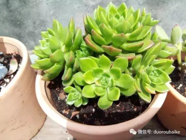 效果感人的多肉对比：终于等到你，还好我没放弃！