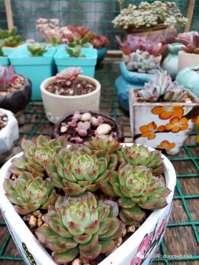 效果感人的多肉对比：终于等到你，还好我没放弃！