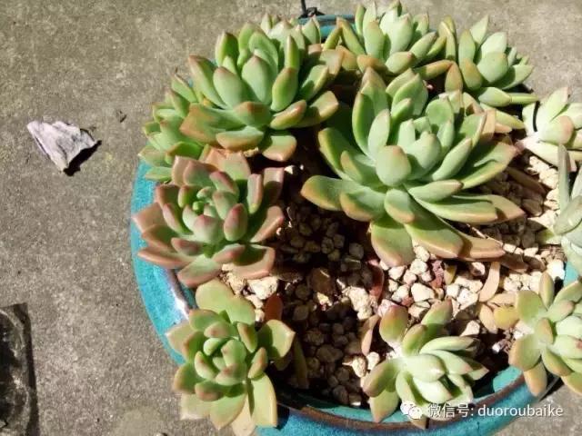 效果感人的多肉对比：终于等到你，还好我没放弃！