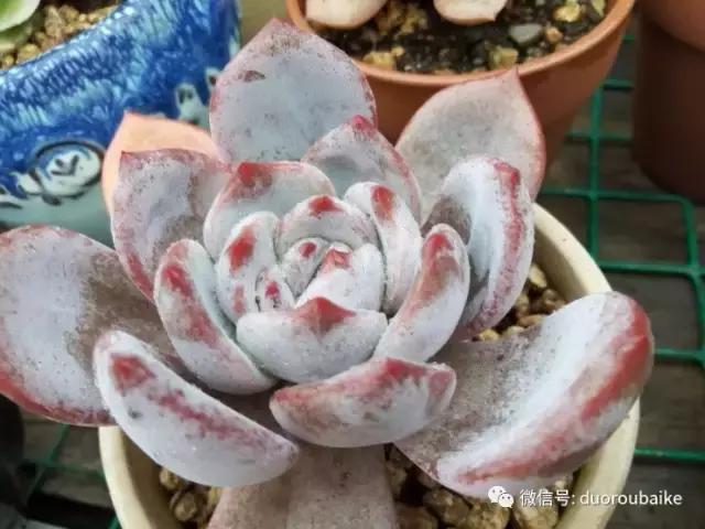 效果感人的多肉对比：终于等到你，还好我没放弃！