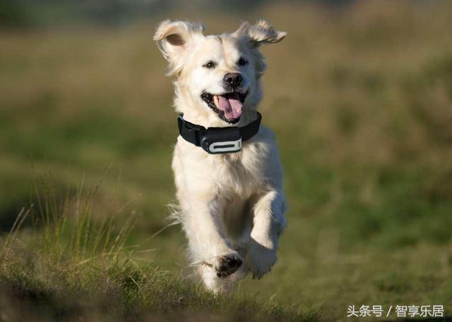 追踪器真的能防丢吗,防丢蓝牙追踪器有用吗