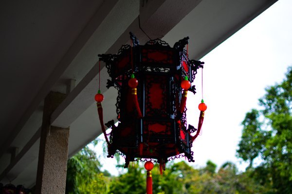 盆栽国色天香,国色天香立春