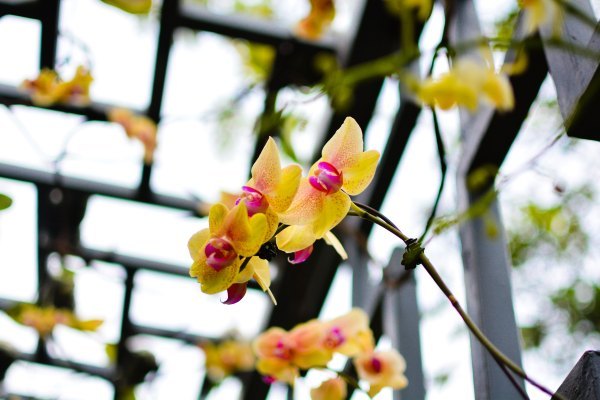 盆栽国色天香,国色天香立春