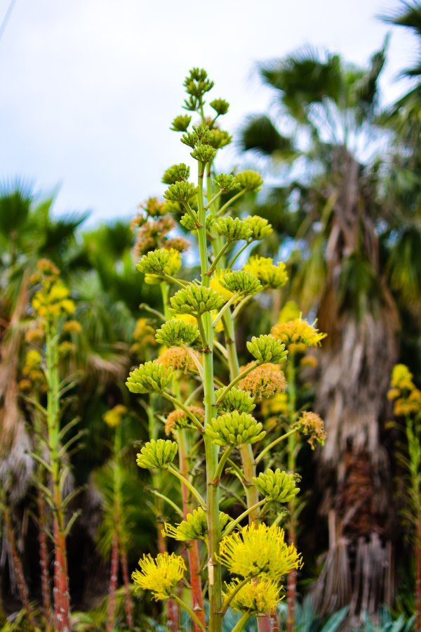 盆栽国色天香,国色天香立春
