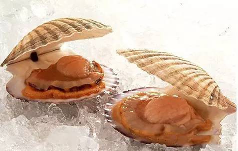 秦皇岛海鲜吃到爽,秦皇岛海港区吃海鲜靠谱便宜