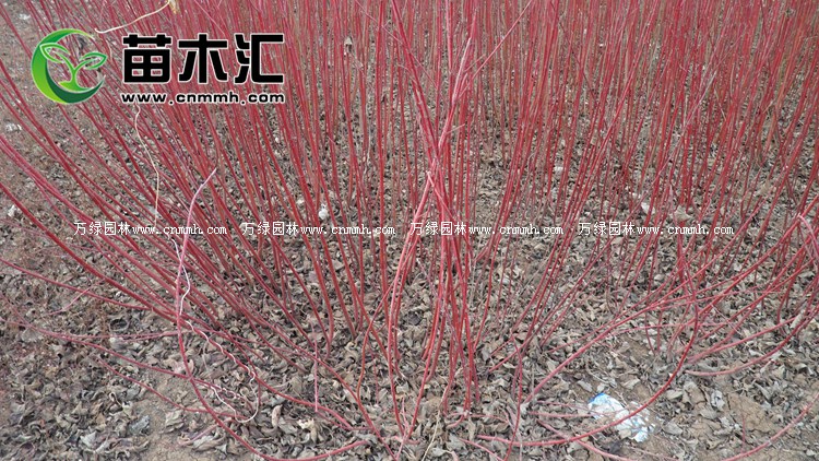 红瑞木耐寒零下几度,红瑞木观赏特性