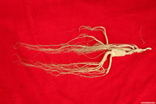 参有哪些种类各有啥不同,常见参的种类及图片