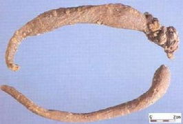 参有哪些种类各有啥不同,常见参的种类及图片