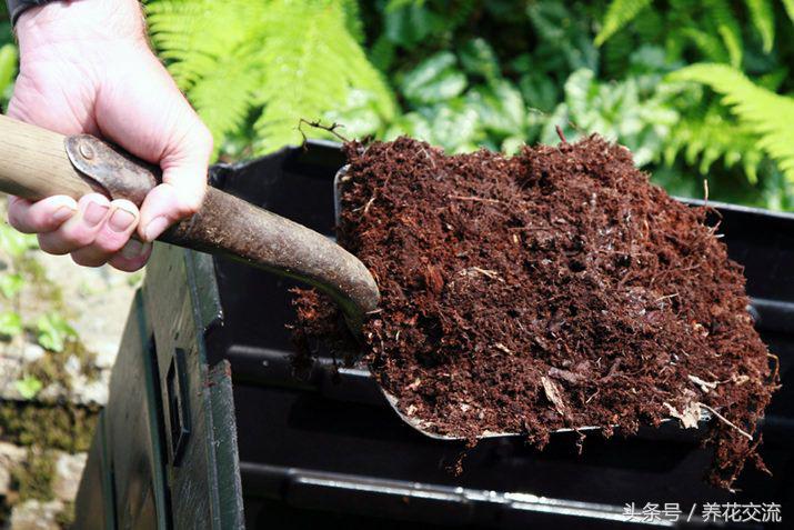 用菜叶和树叶哪个堆肥好,树叶和菜叶哪个做堆肥更好