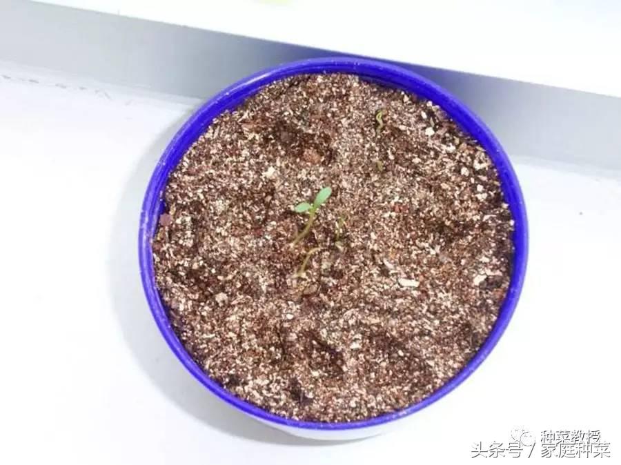 种菜不生根,为什么买的蔬菜种子种不出来