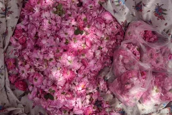 可囊可食,可嗅可观,可插可戴的玫瑰,才是“真玫瑰”