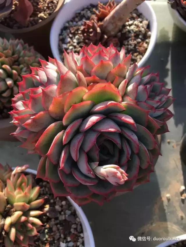 多肉是黯淡生活里的良药,多肉是解决烦恼和疲惫的良药