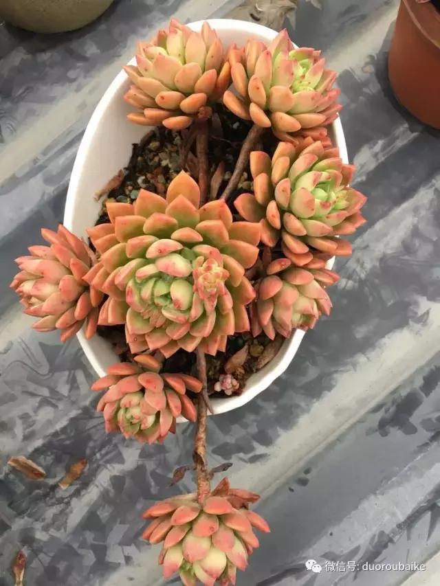 多肉是黯淡生活里的良药,多肉是解决烦恼和疲惫的良药