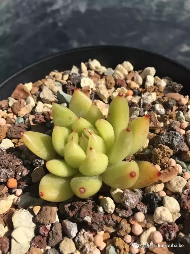 多肉是黯淡生活里的良药,多肉是解决烦恼和疲惫的良药