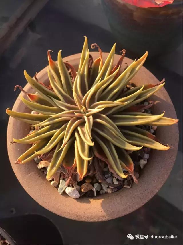 多肉是黯淡生活里的良药,多肉是解决烦恼和疲惫的良药