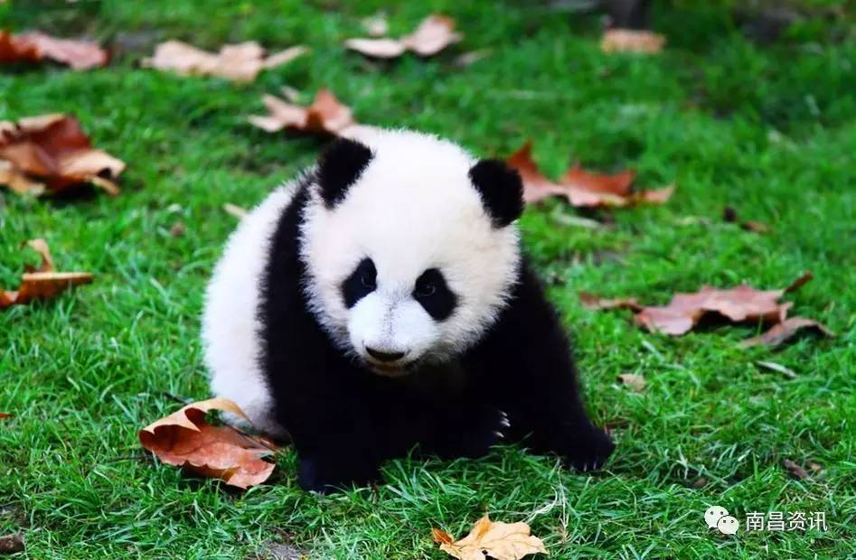 南昌出发最便宜的飞机票,南昌出发到哪里的机票最便宜