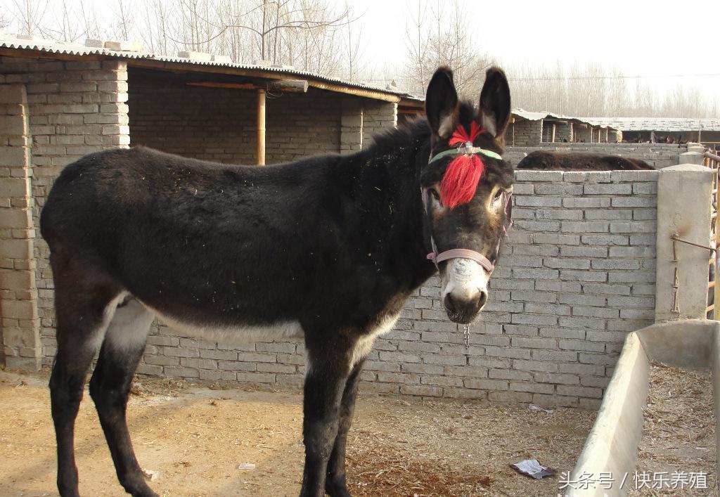 山东养驴基地的驴苗价格,驴苗一只多少钱养驴风险大不大