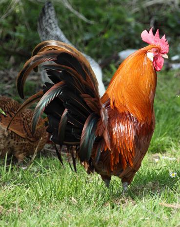 东北十大名鸡排名,东北鸡出名