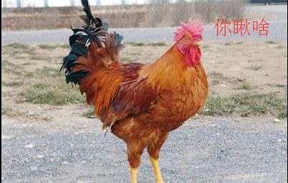 东北十大名鸡排名,东北鸡出名