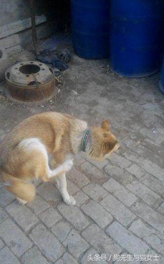 因主人出差两天没喂，哈士奇把万元床垫尿湿，表情亮了！