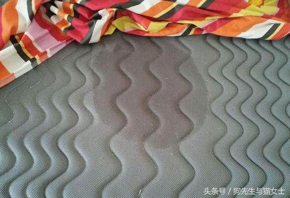 因主人出差两天没喂，哈士奇把万元床垫尿湿，表情亮了！