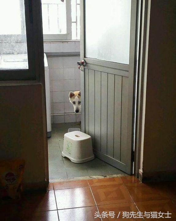 因主人出差两天没喂，哈士奇把万元床垫尿湿，表情亮了！