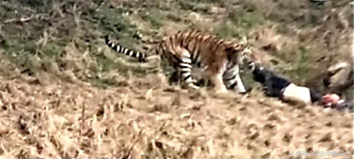 男子逃票误入虎园被老虎咬死,游客逃票误入虎园遭老虎围攻咬死