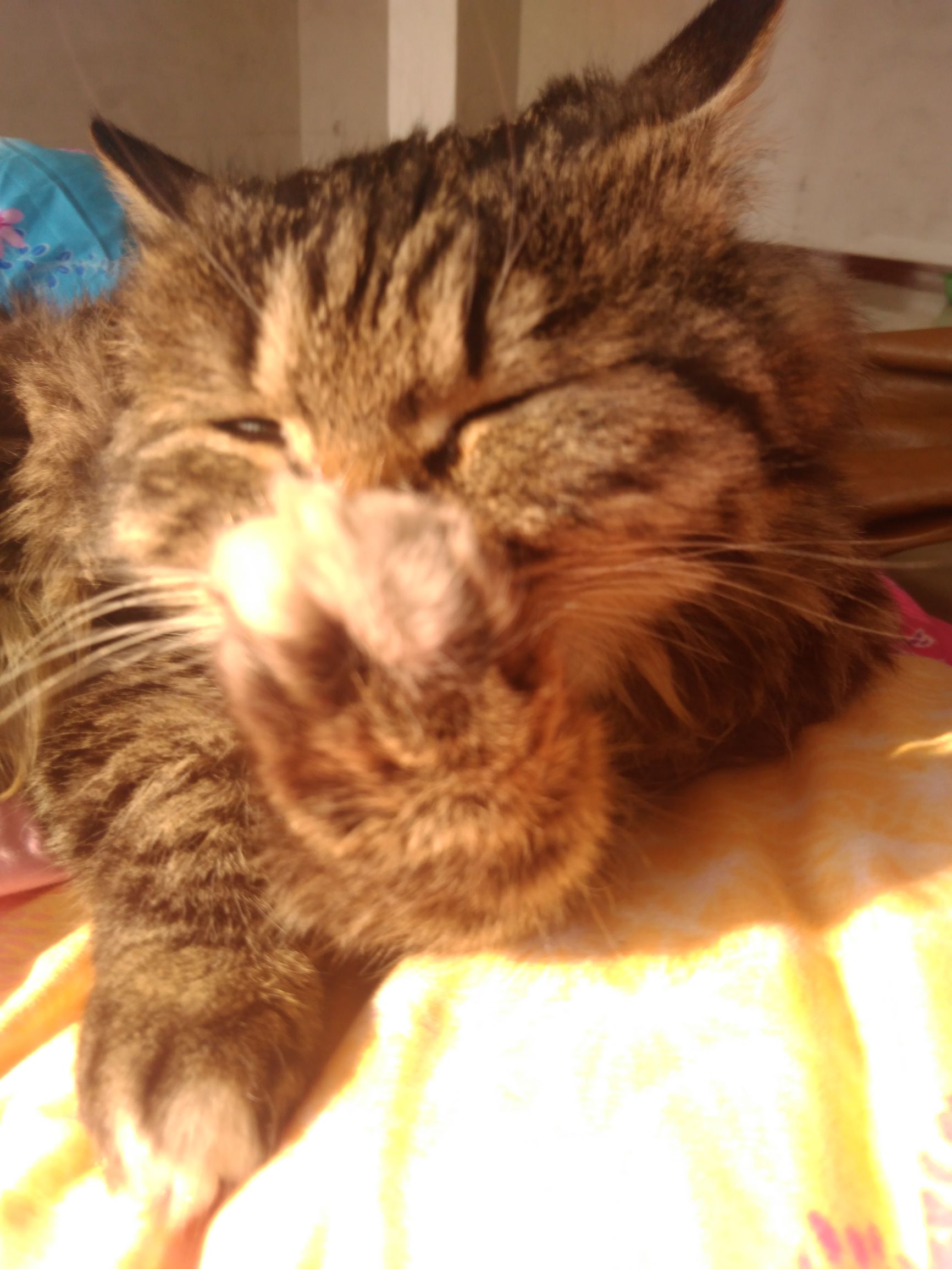 养了个假狗会怎么样,养了一只假猫真的不好吗