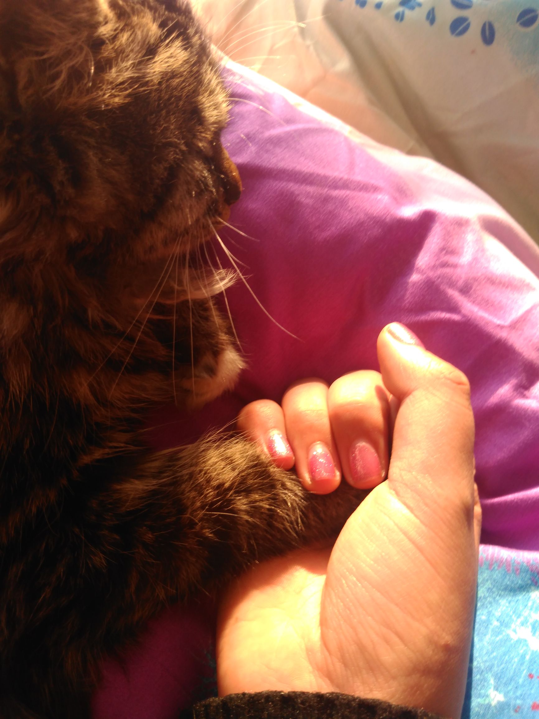 养了个假狗会怎么样,养了一只假猫真的不好吗