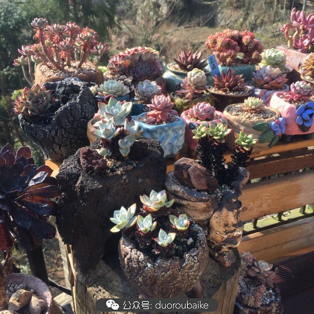 关于多肉植物的国画,多肉山水画