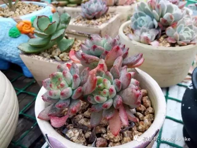 效果感人的多肉对比：终于等到你，还好我没放弃！