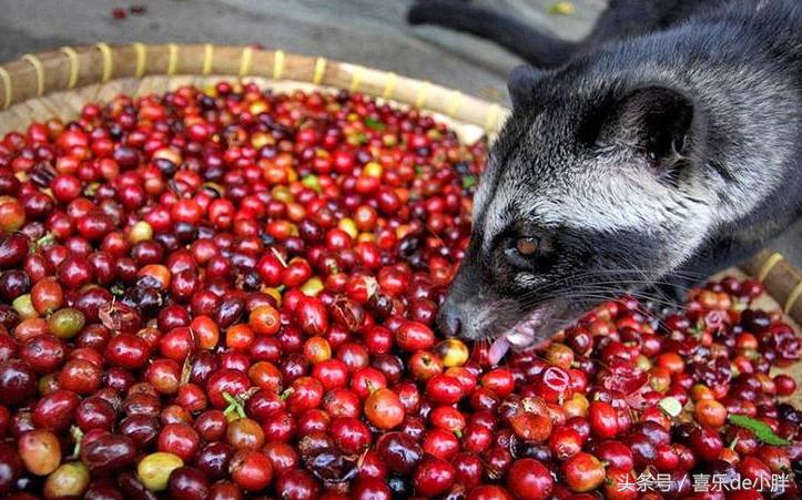 西贡猫屎咖啡好喝吗,越南猫屎咖啡好喝吗