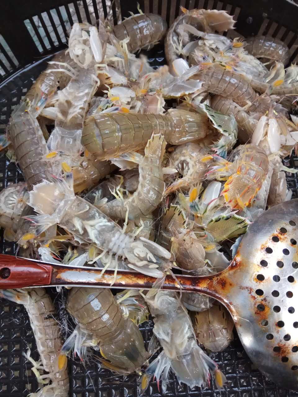 秦皇岛海鲜吃到爽,秦皇岛海港区吃海鲜靠谱便宜