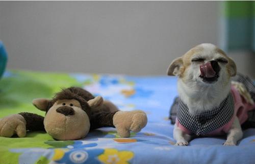 狗狗便便稀而且很粘稠这是怎么了,狗狗便便很软是怎么回事