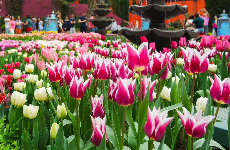 情人节送花送什么花,情人节相亲送花花语