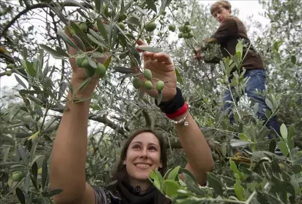 西班牙的橄榄油和瑞士橄榄油,西班牙进口橄榄油有哪些种类