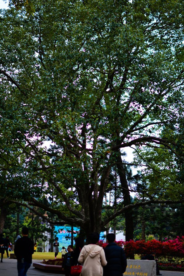 盆栽国色天香,国色天香立春