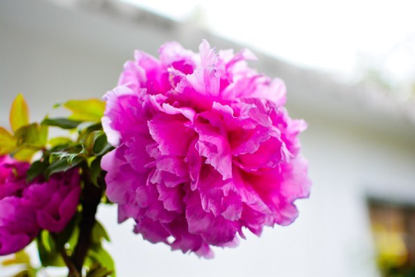 盆栽国色天香,国色天香立春