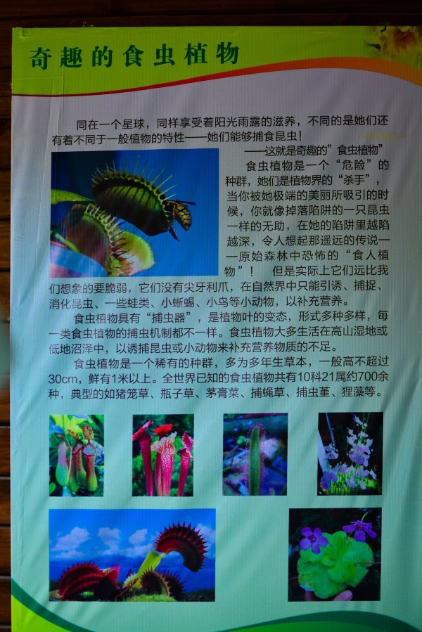 盆栽国色天香,国色天香立春