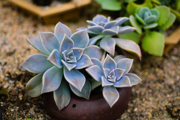 盆栽国色天香,国色天香立春