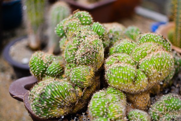 盆栽国色天香,国色天香立春