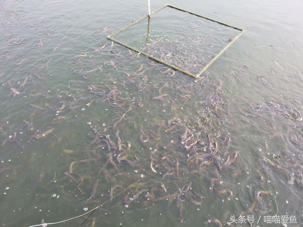 创业养泥鳅大概需要多少钱,鄂州泥鳅养殖赚钱吗