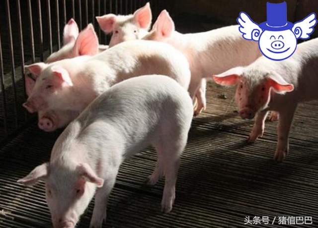 猪生病了吃什么草药好呢,猪吃点什么药可以预防疾病