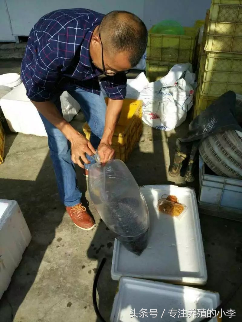 一万六千元的泥鳅苗,哪种泥鳅苗便宜