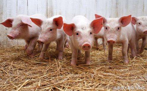 外国今年评价中国股市,权威对猪的行情分析