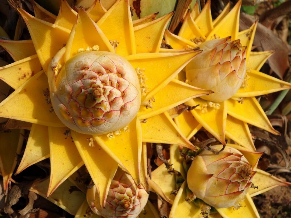 行走西双版纳旅行社,行走西双版纳合集