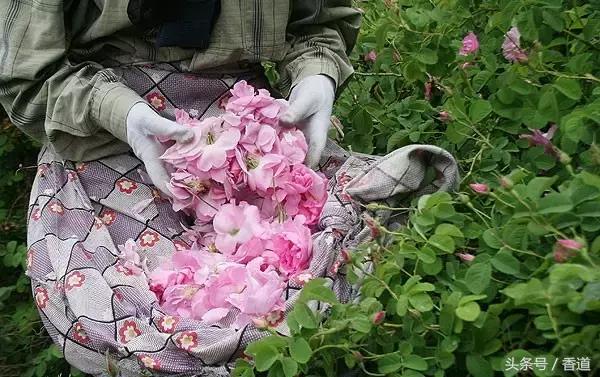 可囊可食,可嗅可观,可插可戴的玫瑰,才是“真玫瑰”